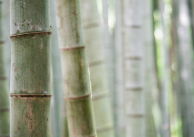 Holz und Bambus